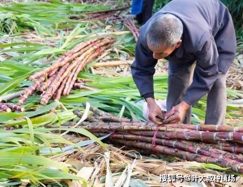 甘蔗的故乡：我国哪些地方种甘蔗？