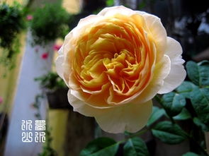 卢沟晓月月季的花期是多久？适合在什么季节种植嗯？