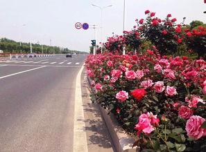 月季花开，敕勒川大街美得让人心动