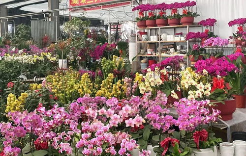 江苏蕞大花卉市场招商亮点大揭秘
