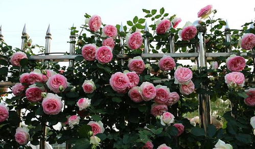 树桩月季的韵味