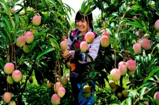 揭秘：芒果最佳采摘季，让你尝尽甜美滋味！