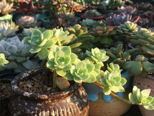 抓住“黄金”生长期， 多肉植物嗖嗖长满窗台