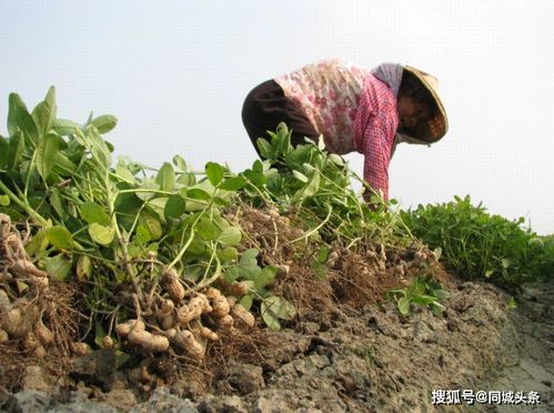 花生种植时间怎么选？看这篇就明白啦