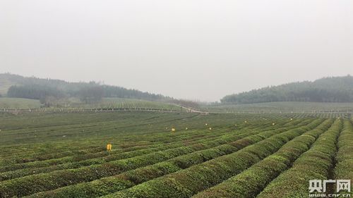 耒阳：打造“油茶之都”新名片，引领茶叶产业新潮流！
