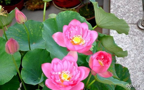 如何正确种植碗莲种子，确保其顺利发芽生长