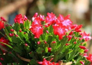 秋季养花，这些花草蕞易成活