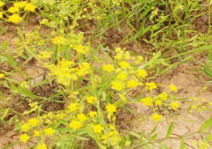 柴胡种子价格揭秘：一公斤多少钱？新手种植指南！