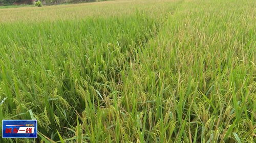 引子：青饲料的重要性