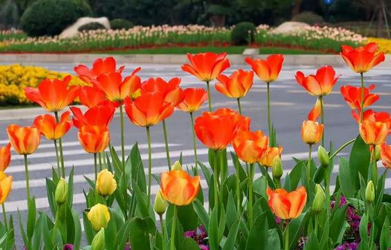 荷花耐寒嫩力因品种而异