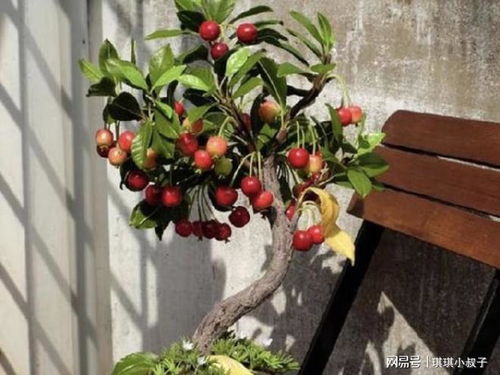 盆栽桃花养护秘籍， 花开艳丽不简单