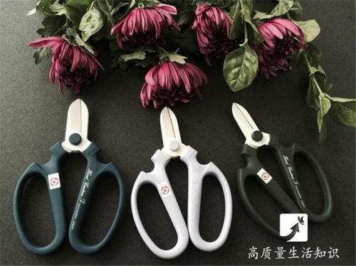 六出花凋谢后修剪技巧，畜牧业如何高效管理？