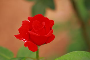 蔷薇花与玫瑰花的浇水方法：一样的吗？