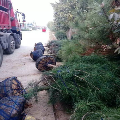 雪松种植的注意事项