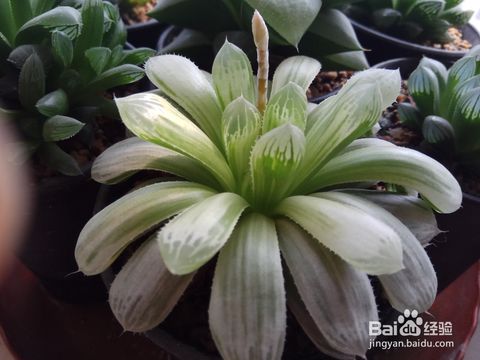 玉露叶子发黄掉落的原因解析