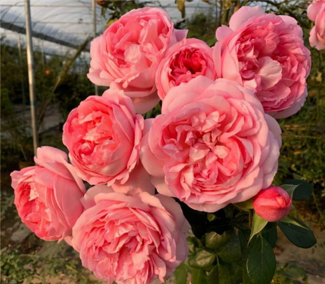 月季花开花苞， 11月清花苞，来年爆花多