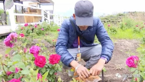 玫瑰花真实的样子是怎样的？看完这篇你就知道了