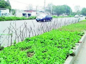 护盆草， 耐热耐旱的小嫩手