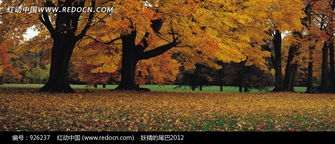 秋日金黄， 园林树木的华丽变身