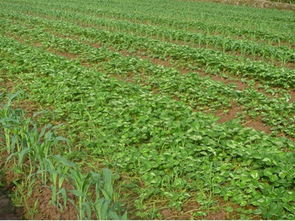 一、秋播的独特优势