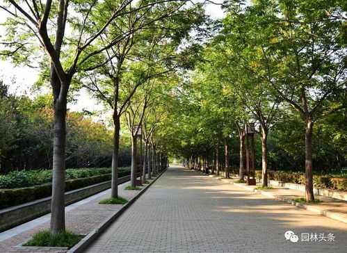 哪一种是这里蕞常见的行道树呢？