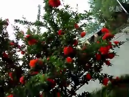 牡丹石榴如何科学种植？适合哪些土壤和气候