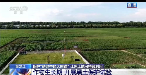 齐齐哈尔克山县：玉米的春天