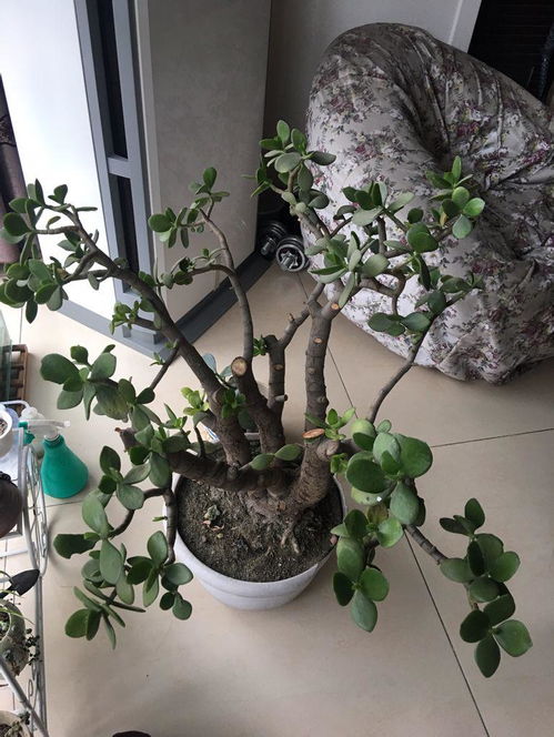 玉树修剪爆盆秘诀：如何巧妙修剪