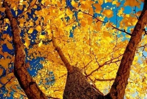 银杏树的等待与收获