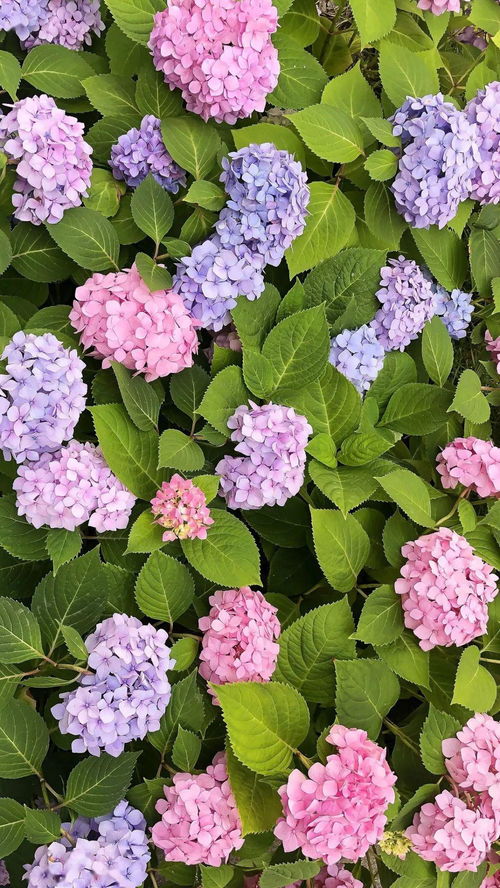 土壤改良：粉色的秘密