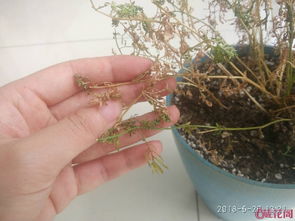 如何在家自制多菌灵，用于家庭园艺防治植物病害？