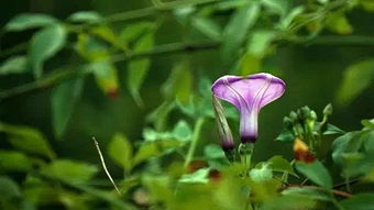 花朵成长的故事