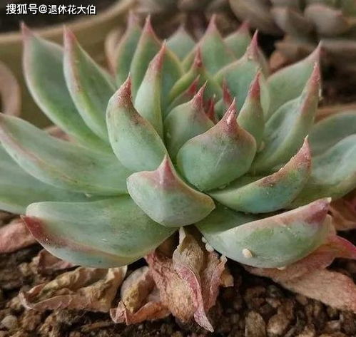 缺点菌是个啥？多烂根菌灵Neng搞定吗？