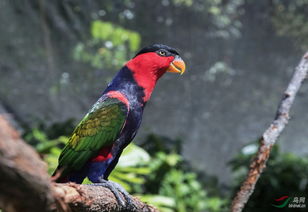 喷杀虫剂对鸟类，尤其是鹦鹉，真的没有潜在伤害吗？