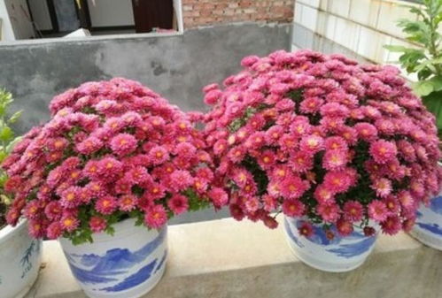 千头菊花怎么养？盆栽技巧有哪些