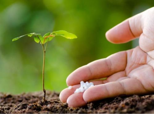 如何购买品质好的远志种子？多家走访， 货比三家