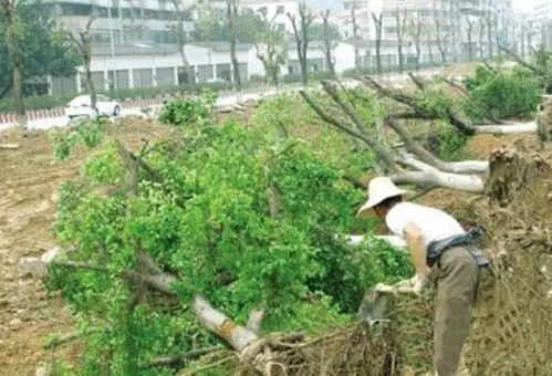 支撑架的搭设技巧