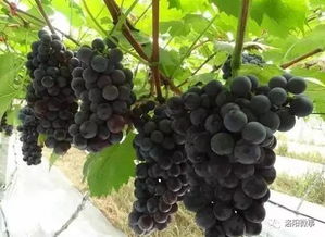 选地：阳光与土壤的交织