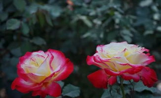 独特的生长习性， 让玫瑰花在冬季绽放