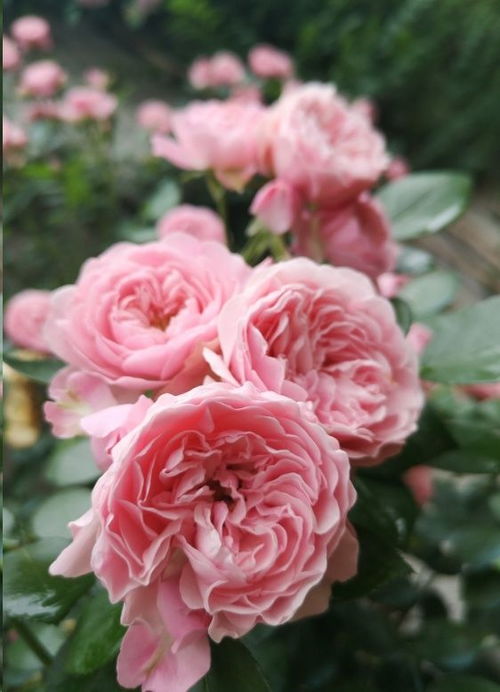 月季养护方法：从基础到细节