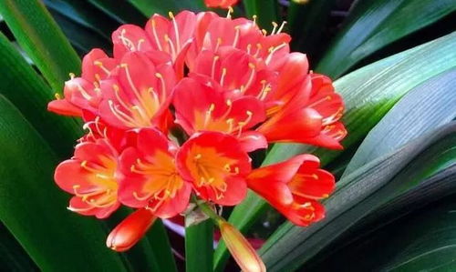 一、 前言：君子兰，我的宝贝