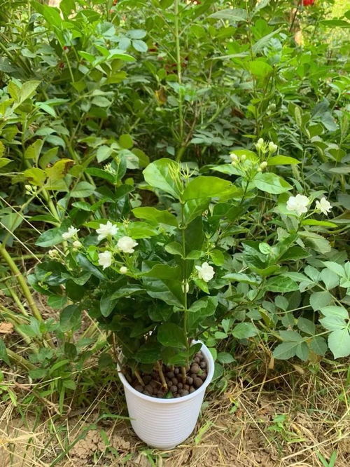 紫薇花叶子发黄，如何对症下药