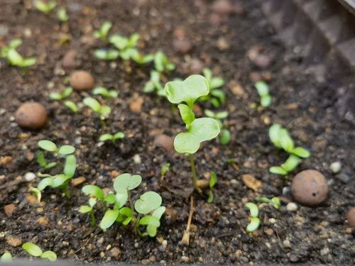 草子发芽， 温度要刚刚好