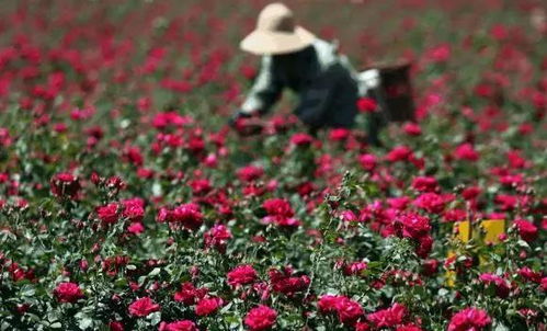 保加利亚玫瑰谷闻名