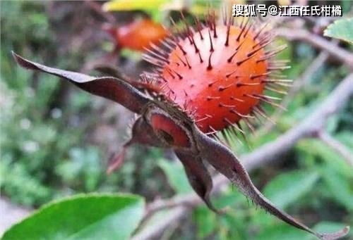 金樱子晒干技巧：切开晒，高效干燥！