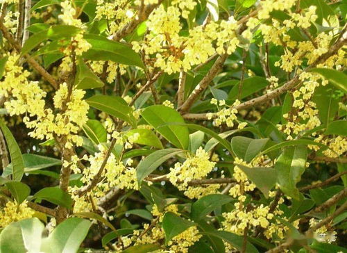 桂花树价格受多种因素影响