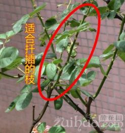 铁树的生长环境