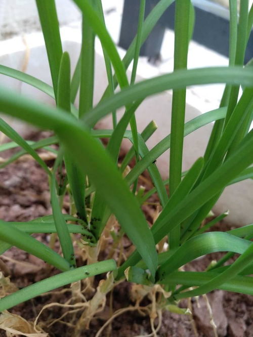 韭菜地里的小黑虫， 让我头痛不Yi