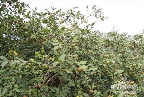 黄荆嫁接什么树最好？