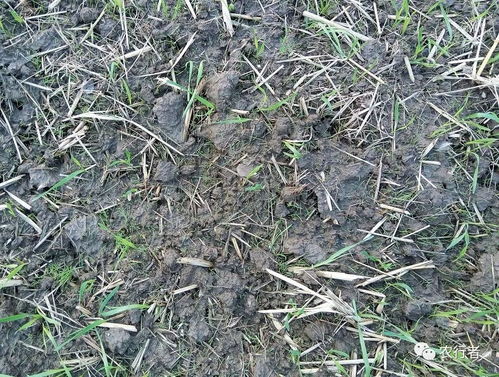 土壤封闭处理， 麦田除草的秘籍